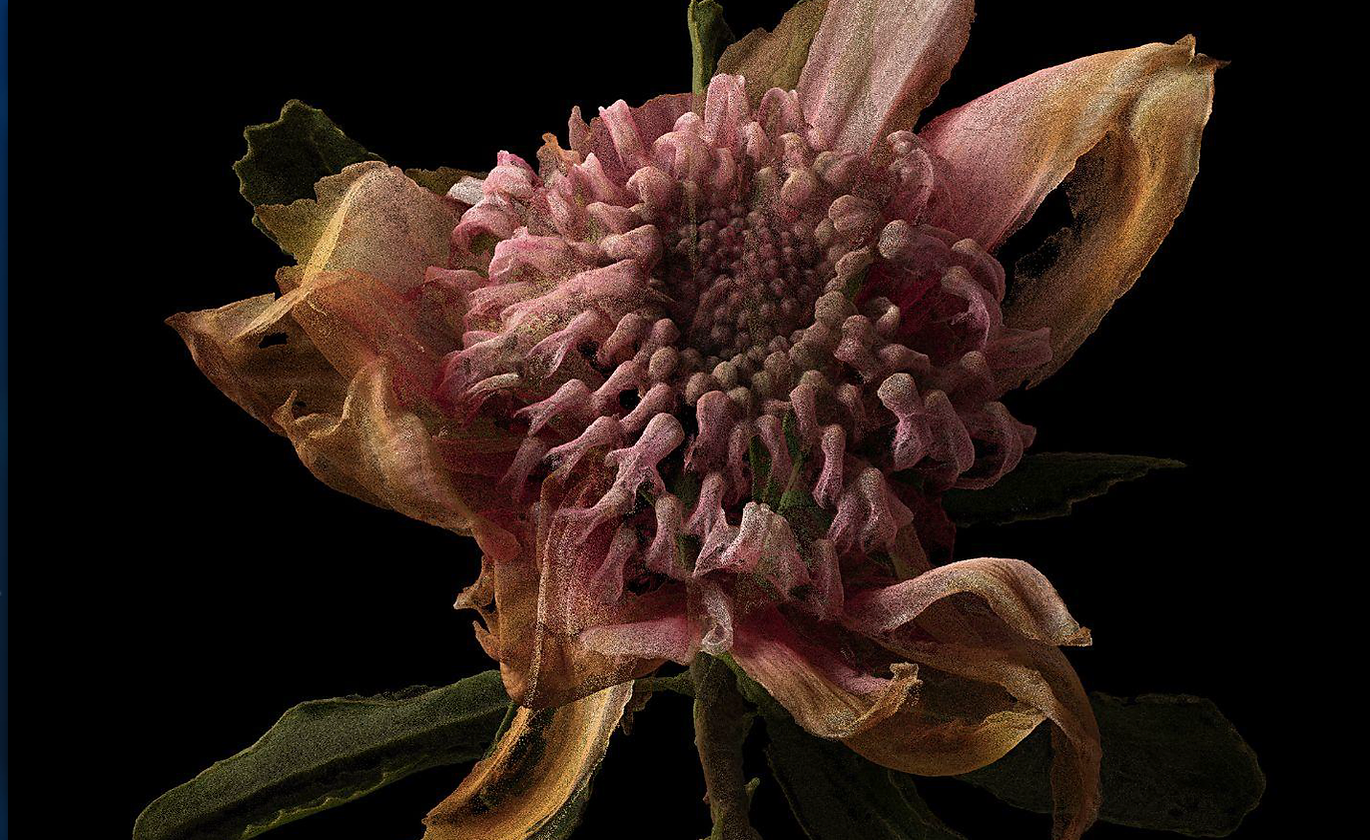 Alison Bennett, vegetal_digital (waratah), 2022